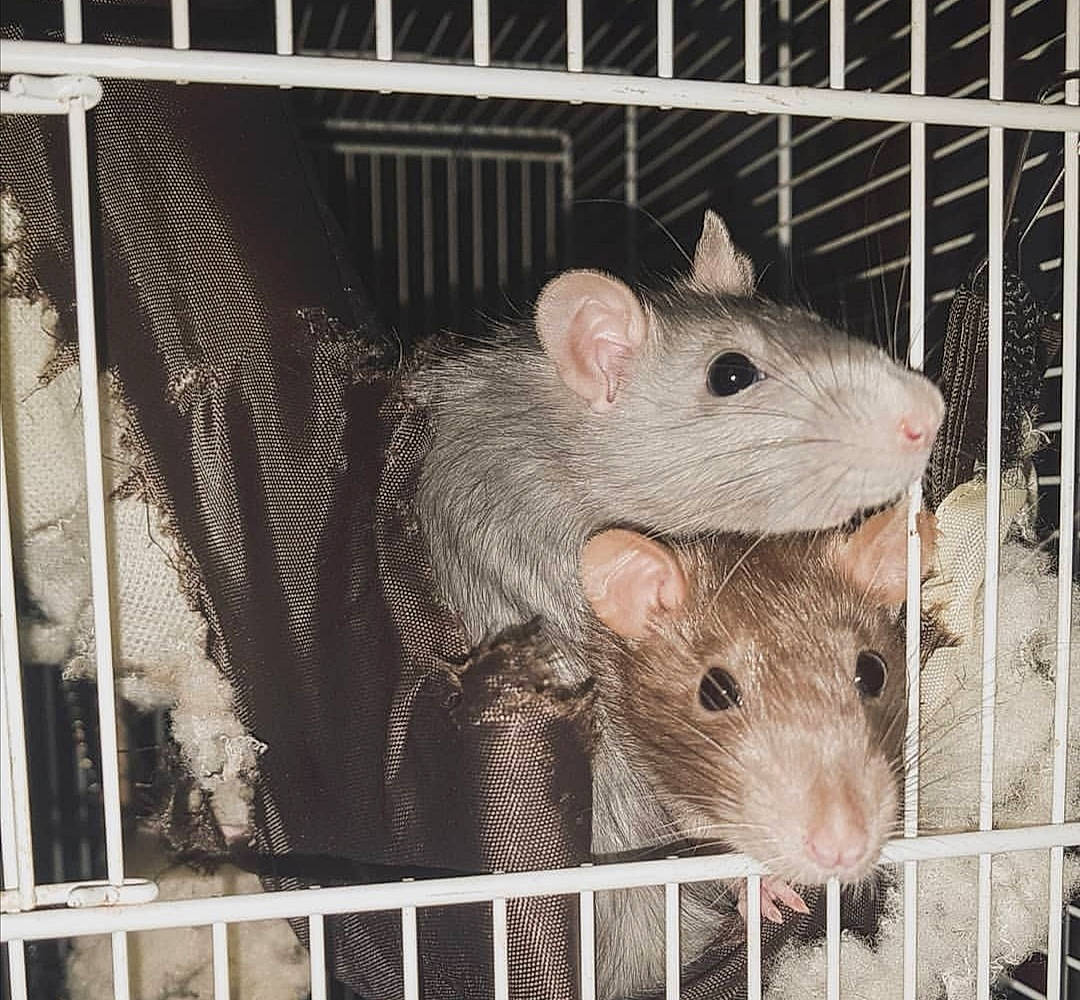 Speedy participe au concours pour gagner de l'argent avec cette photo : animal_shelter, cage, chinchilla, degu, dormouse, fawn, fur, gerbil, hamster, mammal, mouse, muridae, muroidea, pest, rat, rodent, snout, vertebrate, whiskers