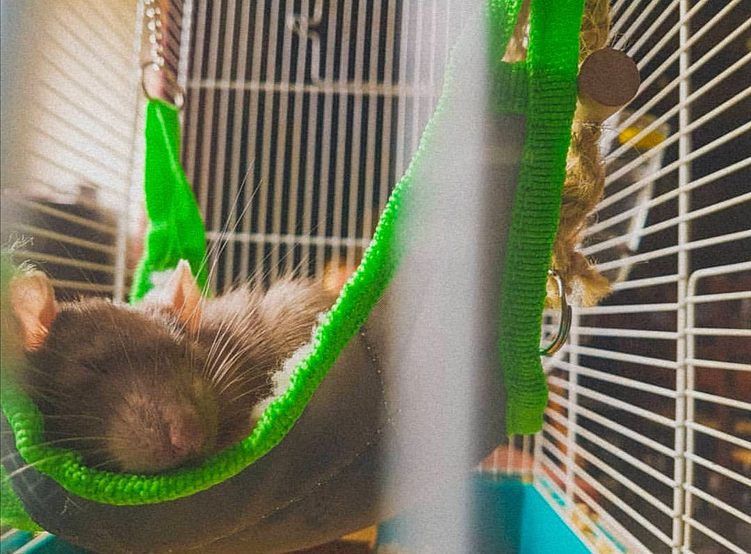 Speedy a rejoint le concours — aidez-le/la à gagner de superbes lots ! animal_shelter, cage, chinchilla, degu, fawn, fur, gerbil, green, hamster, mouse, muridae, muroidea, mustelidae, organism, rat, rodent, tail, whiskers, wildlife