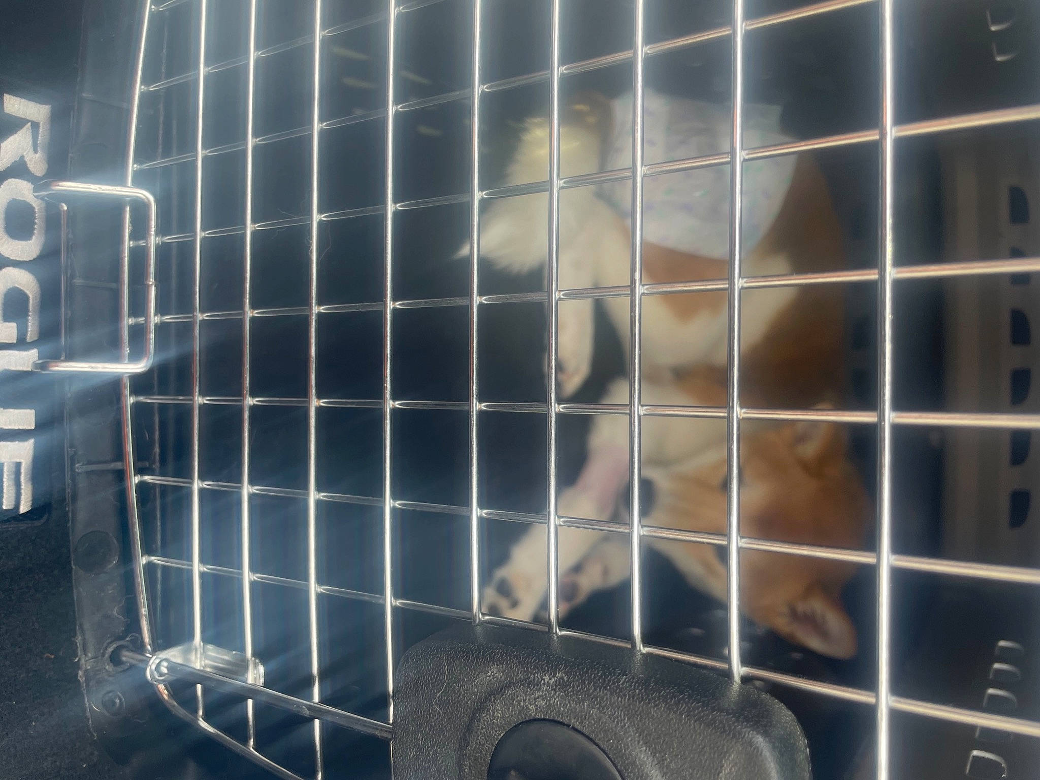 Kitana joined the competition — help win amazing prizes! animal_shelter, cage, canidae, carnivore, companion_dog, dog_breed, dog_crate, fawn, fence, fur, gas, mesh, metal, pet_supply, service, snout, sporting_group, tail, terrestrial_animal, whiskers