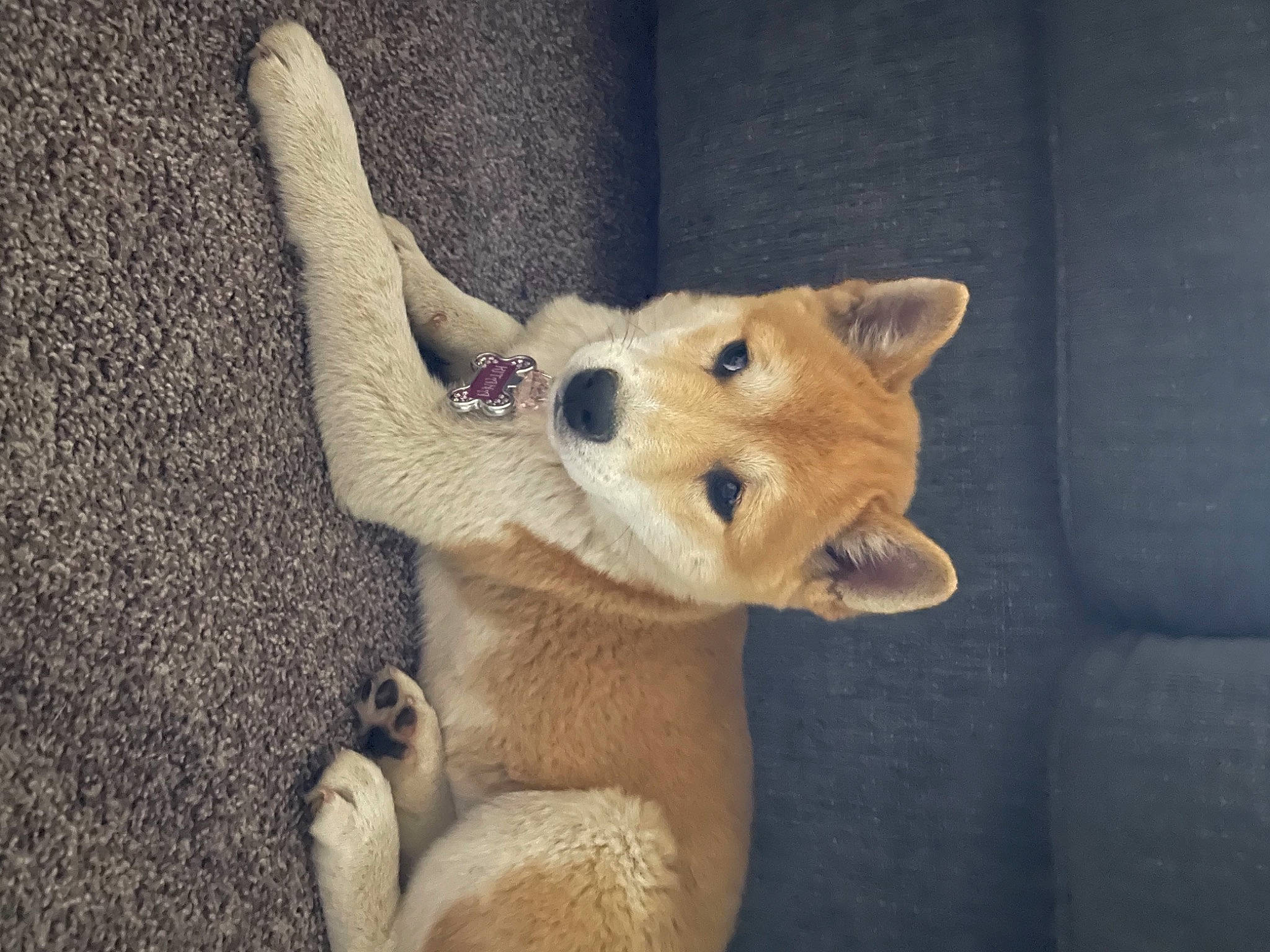 Kitana joined the competition — help win amazing prizes! carnivore, comfort, companion_dog, dog, dog_breed, fawn, felidae, fur, hand, human_body, paw, snout, spitz, stuffed_toy, tail, terrestrial_animal, watch, whiskers, wildlife, wood