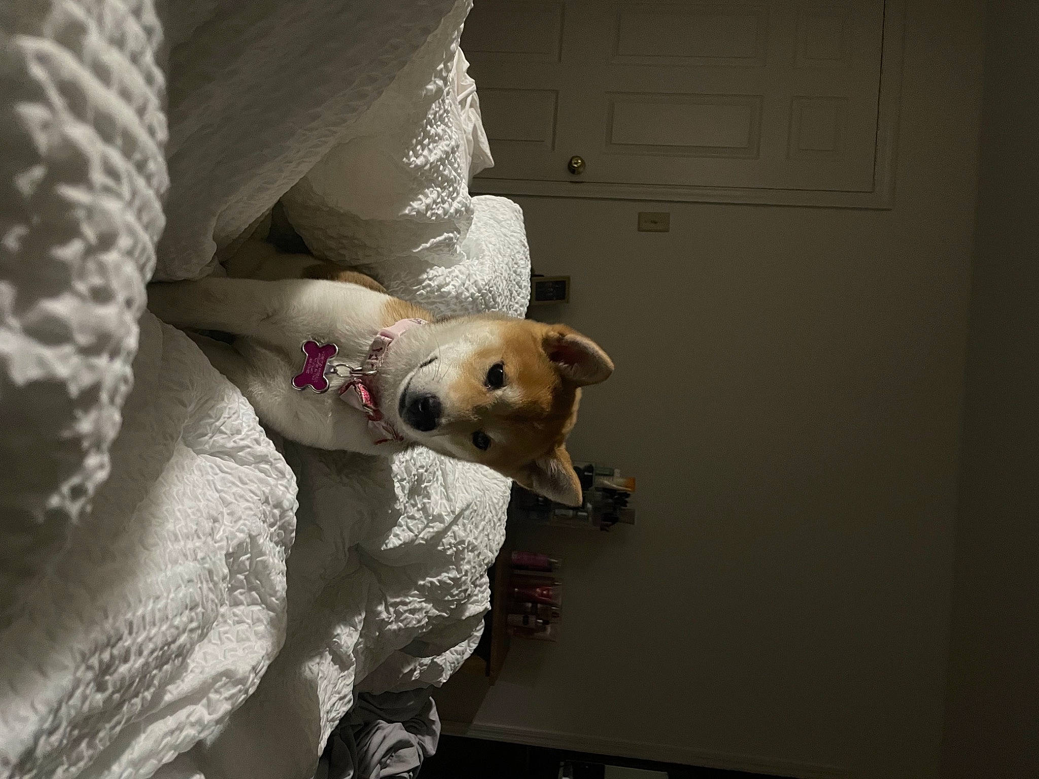 Kitana joined the competition — help win amazing prizes! bed, carnivore, comfort, companion_dog, couch, dog, dog_breed, door, fawn, felidae, fur, linens, small_to_medium_sized_cats, snout, sporting_group, stuffed_toy, tail, toy, trunk, whiskers