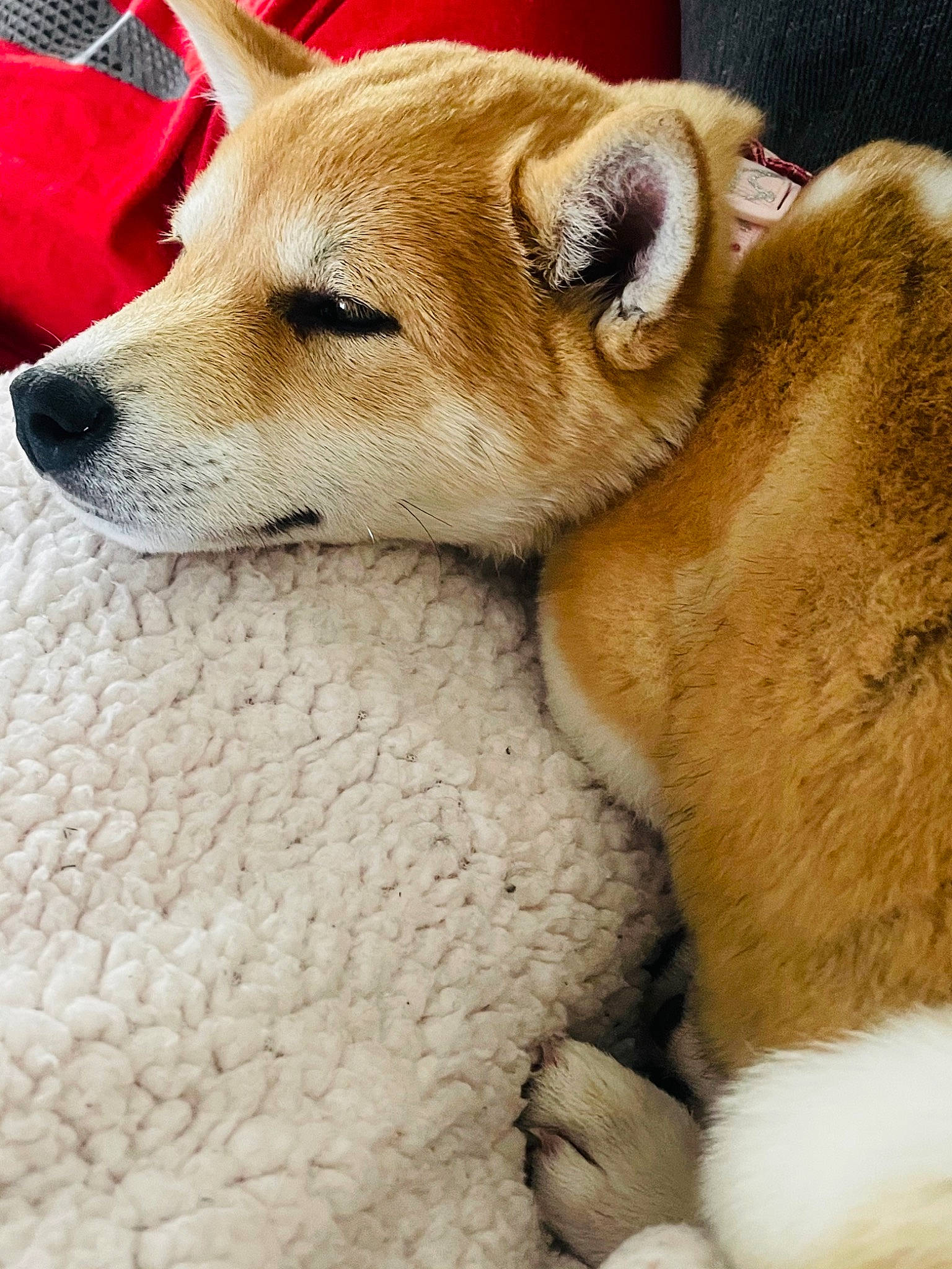 Kitana joined the competition — help win amazing prizes! ancient_dog_breeds, canidae, canis, carnivore, companion_dog, dingo, dog, dog_breed, fawn, fur, non_sporting_group, puppy, spitz, sporting_group, tail, terrestrial_animal, whiskers, working_animal, working_dog