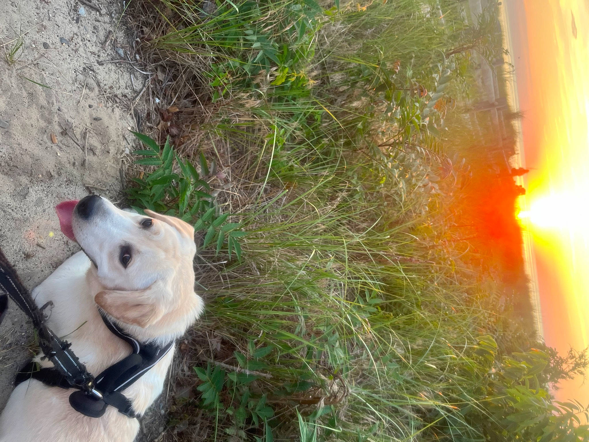 Brody joined the competition — help win amazing prizes! adventure, automotive_lighting, canidae, carnivore, collar, companion_dog, dog, dog_breed, dog_collar, fawn, grass, landscape, leash, lens_flare, plant, snout, sporting_group, tire, tree, working_animal