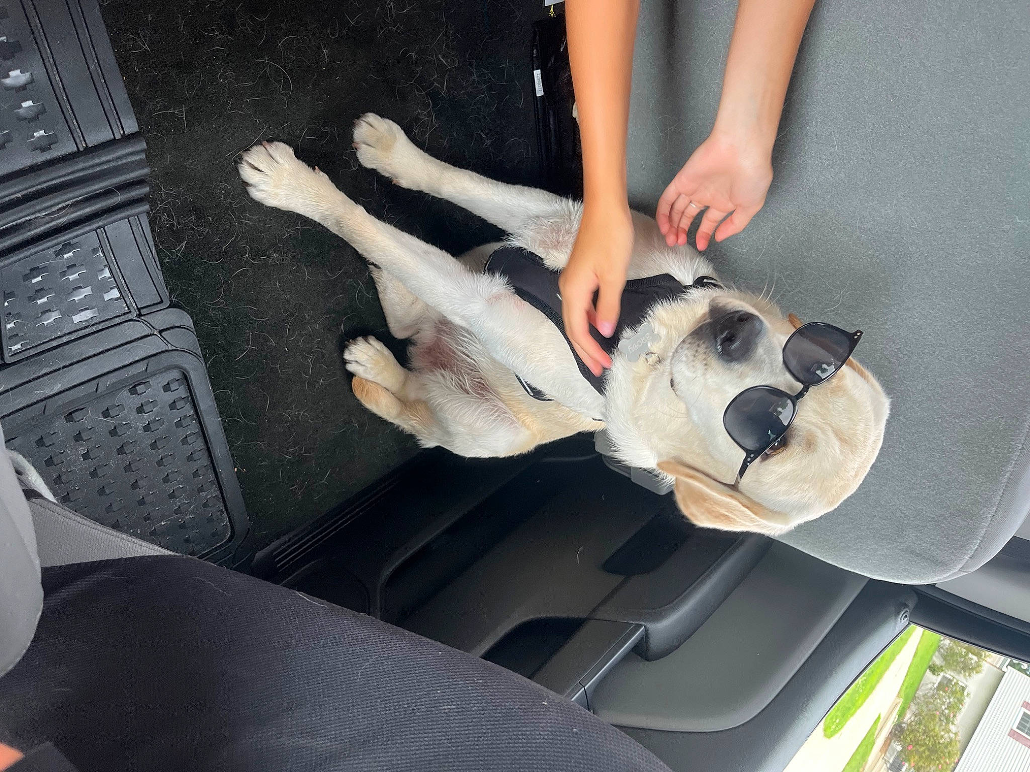 Brody is registered to the contest to win money with this photo: automotive_design, automotive_exterior, car_seat, car_seat_cover, carmine, dress, family_car, fur, gesture, human_leg, knee, leg, luxury_vehicle, motor_vehicle, personal_luxury_car, steering_wheel, thigh, toy, vehicle_door, wrist