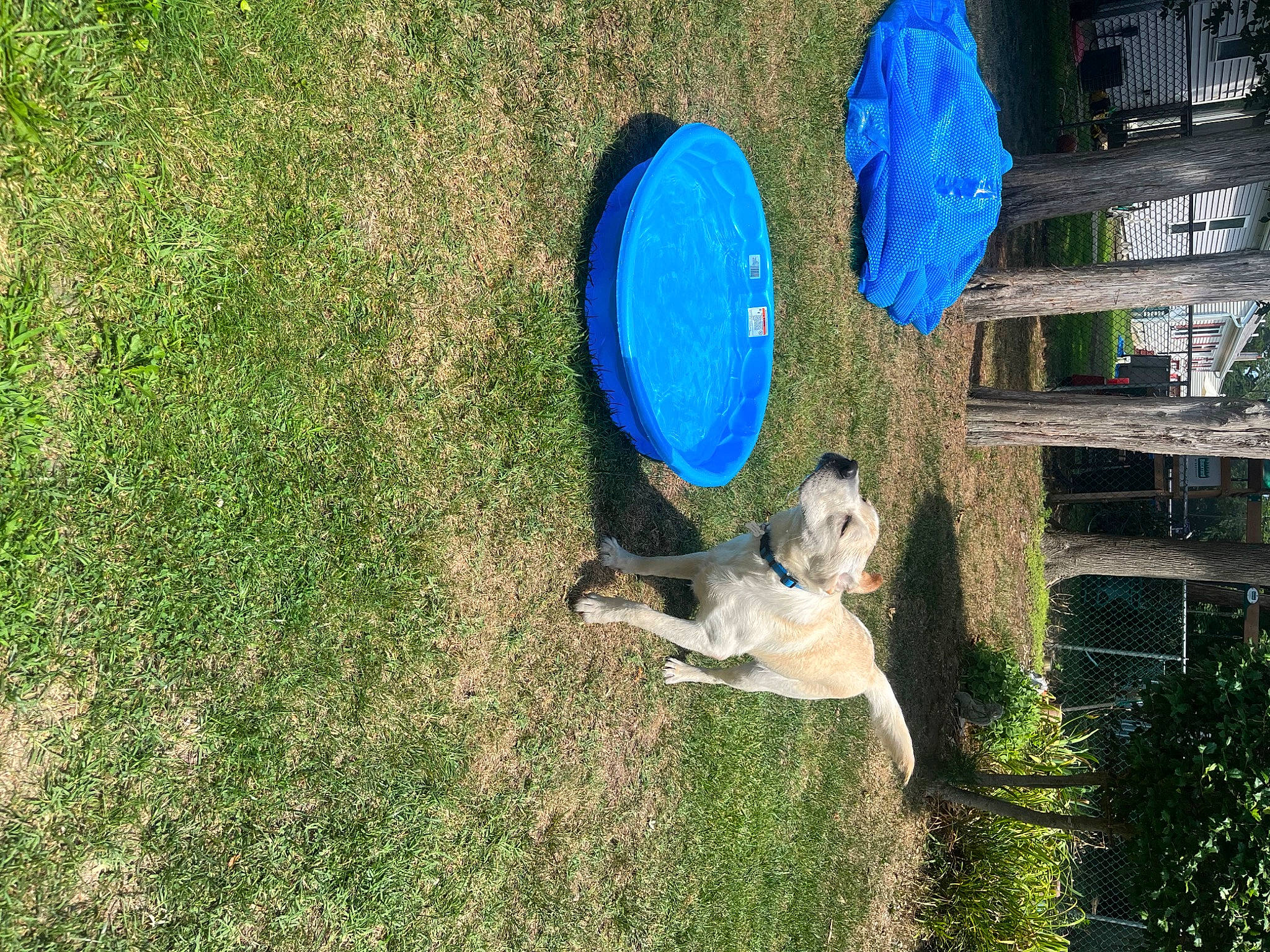 Brody is registered to the contest to win money with this photo: blue, canidae, carnivore, circle, companion_dog, dog, dog_breed, electric_blue, fun, grass, grass_family, landscape, lawn, leisure, plant, sporting_group, tail, tree, trunk, wood