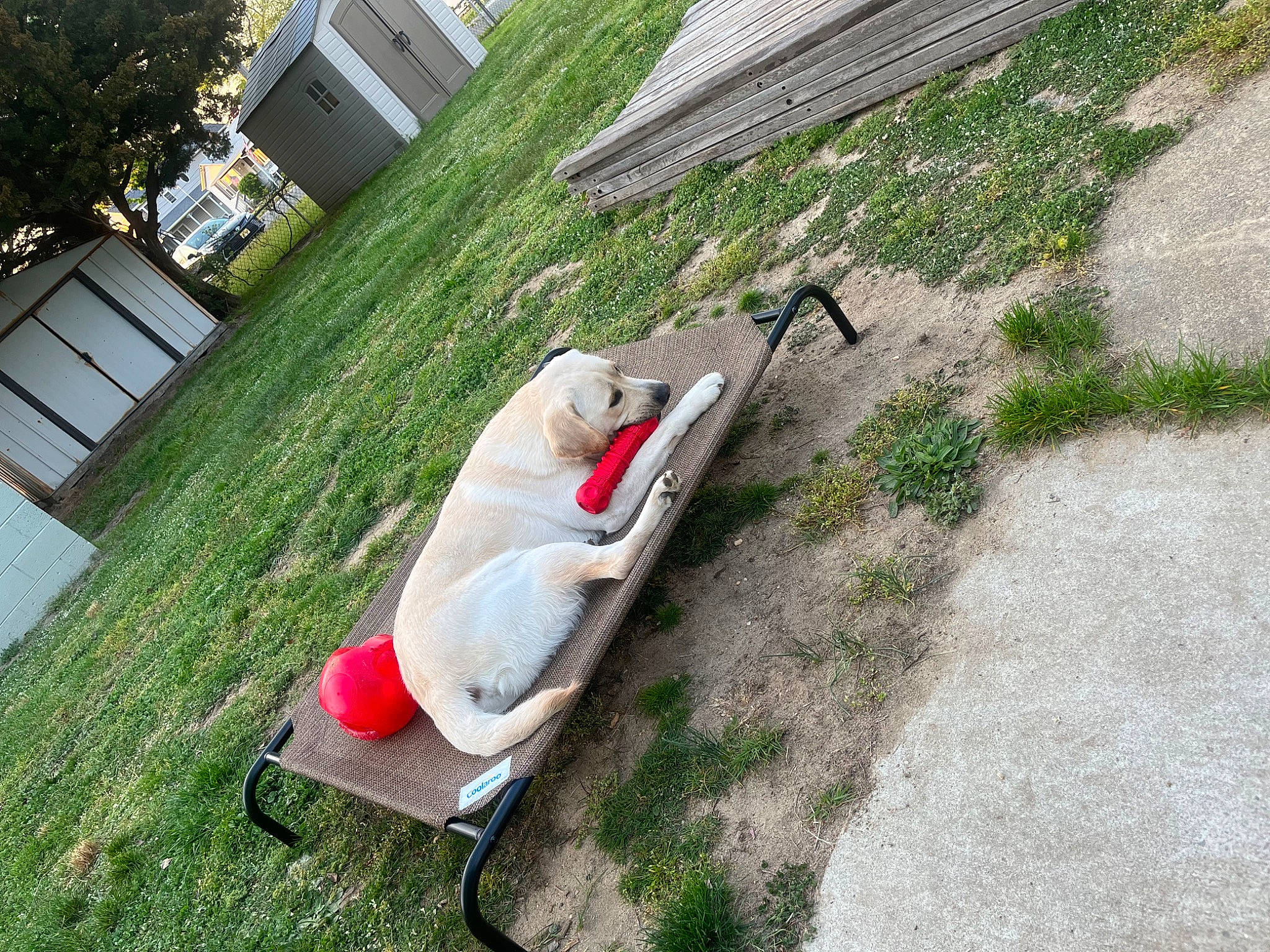 Brody joined the competition — help win amazing prizes! building, carmine, city, concrete, curb, grass, landscape, lawn, leisure, outdoor_furniture, plant, recreation, road_surface, sidewalk, slope, sporting_group, tree, urban_design, window, yard