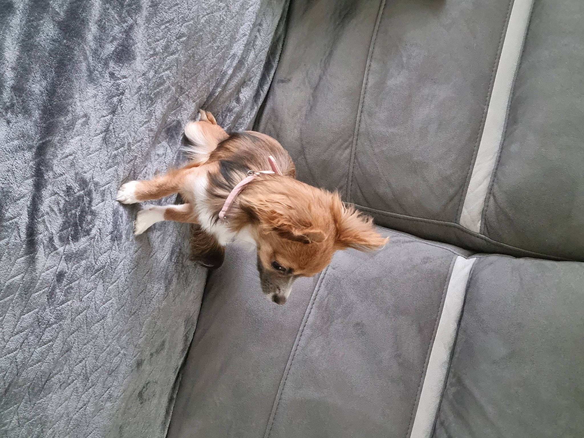 Lilas a rejoint le concours — aidez-le/la à gagner de superbes lots ! canidae, carnivore, cat, comfort, companion_dog, couch, dog_breed, fawn, felidae, fur, grey, liver, paw, road_surface, small_to_medium_sized_cats, sporting_group, tail, toy_dog, whiskers, wood