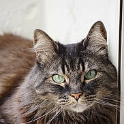 Fleurina joined the competition — help win amazing prizes! animal, cat, close_up, cute, domestic_cat, ears, face, feline, fluffy, fur, green_eyes, indoor, looking, nose, pet, portrait, relaxed, resting, tabby, whiskers