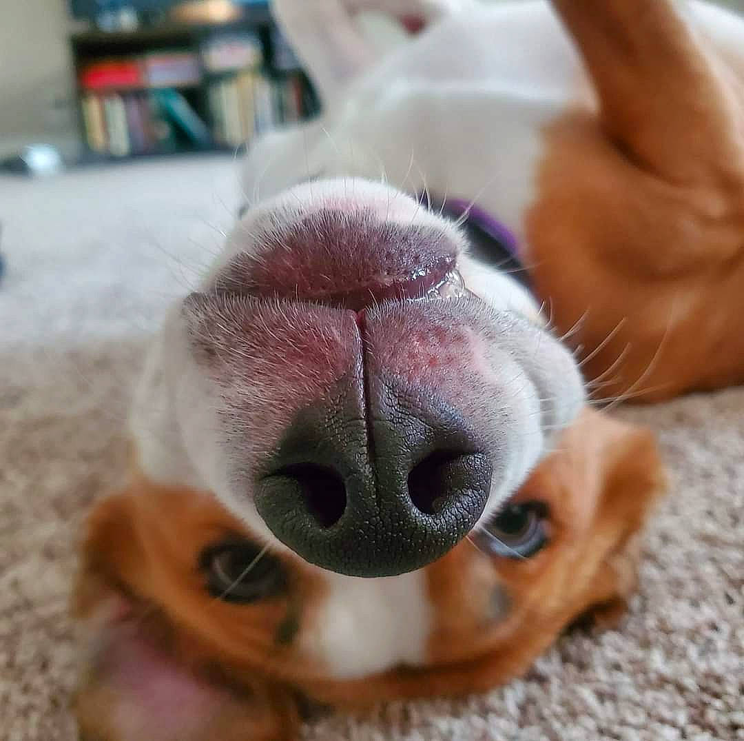 Honey Maple Mcclain joined the competition — help win amazing prizes! beagle, canidae, carnivore, close_up, companion_dog, dog, dog_breed, ear, eye, fur, harrier, mouth, nose, paw, puppy, puppy_love, snout, sporting_group, tongue, whiskers