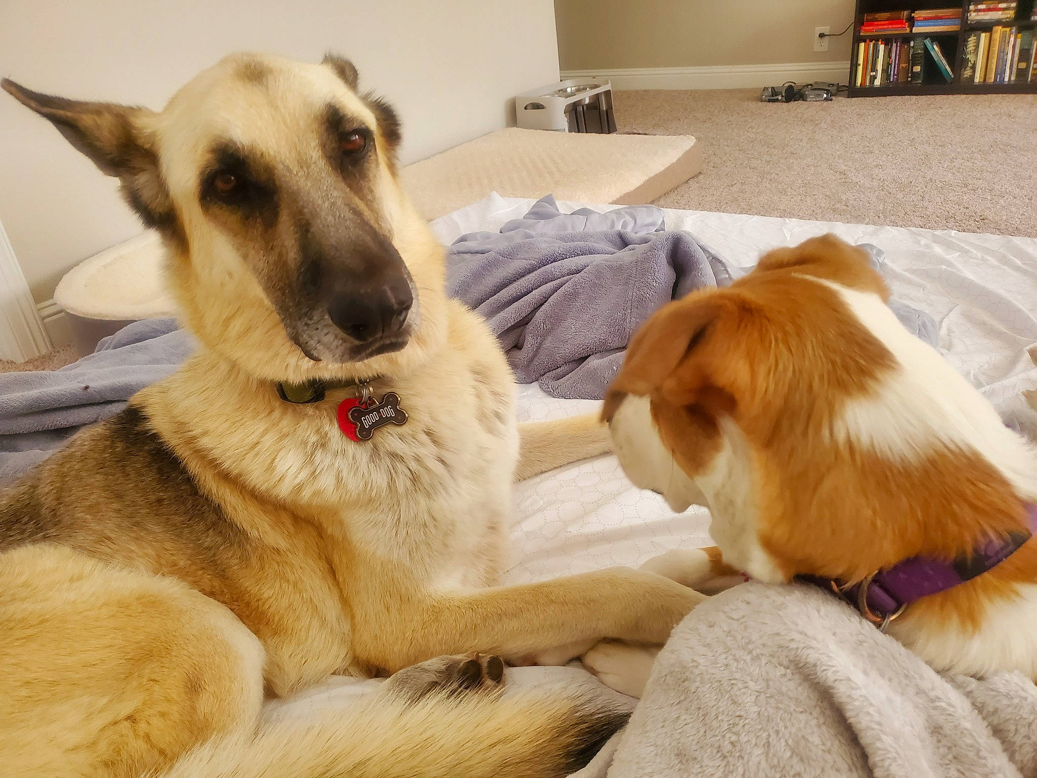 Bear Hair Scarlato joined the competition — help win amazing prizes! afghan_hound, borzoi, canidae, carnivore, companion_dog, dog, dog_breed, ear, fawn, fur, hortaya_borzaya, longhaired_whippet, mammal, puppy_love, rare_breed_dog, silken_windhound, snout, tail, vertebrate, whiskers