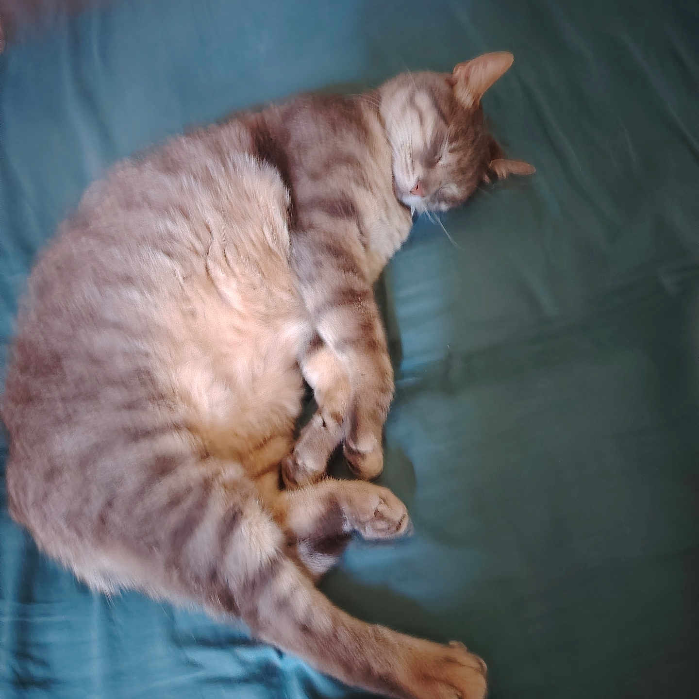 Tigrou