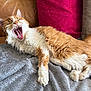 Vienna joined the competition — help win amazing prizes! cat, ginger_cat, orange_tabby, white_fur, yawning, open_mouth, tongue, teeth, whiskers, paw, tail, couch, leather_couch, blanket, pillow, indoor, pet, cozy, furry, relaxed
