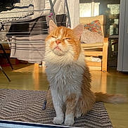 Vienna is registered to the contest to win money with this photo: cat, ginger_cat, pet, indoor, sunlight, squinting, rug, drying_rack, chair, cushion, wooden_floor, tail, fur, whiskers, ears, paws, door_threshold, home_interior, relaxed, portrait