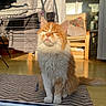 cat, chair, cushion, door_threshold, drying_rack, ears, fur, ginger_cat, home_interior, indoor, paws, pet, portrait, relaxed, rug, squinting, sunlight, tail, whiskers, wooden_floor