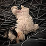 dog, puppy, sleeping, bed, blanket, fur, black_and_white, pet, cute, resting, indoor, cozy, animal, canine, relaxation, lying_down, paw, fluffy, soft, comfort