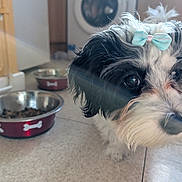 Dotty is registered to the contest to win money with this photo: animal, black_and_white, bow, canine, close_up, companion, curious, cute, dog, domestic, floor, fluffy, food_bowl, indoor, kitchen, light_flare, pet, playful, portrait, small_dog