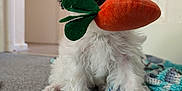 Dotty is registered to the contest to win money with this photo: animal, black_and_white, blanket, carpet, carrot, cute, dog, ears, front_paws, fur, home, indoor, nose, pet, playful, plush_toy, puppy, small_dog, toy, young_dog