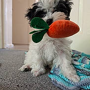 Dotty is registered to the contest to win money with this photo: puppy, dog, toy, carrot, plush_toy, carpet, blanket, indoor, cute, fur, pet, playful, animal, small_dog, black_and_white, nose, ears, front_paws, home, young_dog