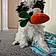 Dotty