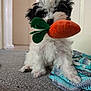 puppy, dog, toy, carrot, plush_toy, carpet, blanket, indoor, cute, fur, pet, playful, animal, small_dog, black_and_white, nose, ears, front_paws, home, young_dog