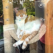Toby is registered to the contest to win money with this photo: cat, orange_and_white, cat_tree, hammock, relaxed, indoor, window_reflection, furniture, pet, animal, fur, whiskers, ears, tail, collar, blue_collar, daylight, cozy, resting, home