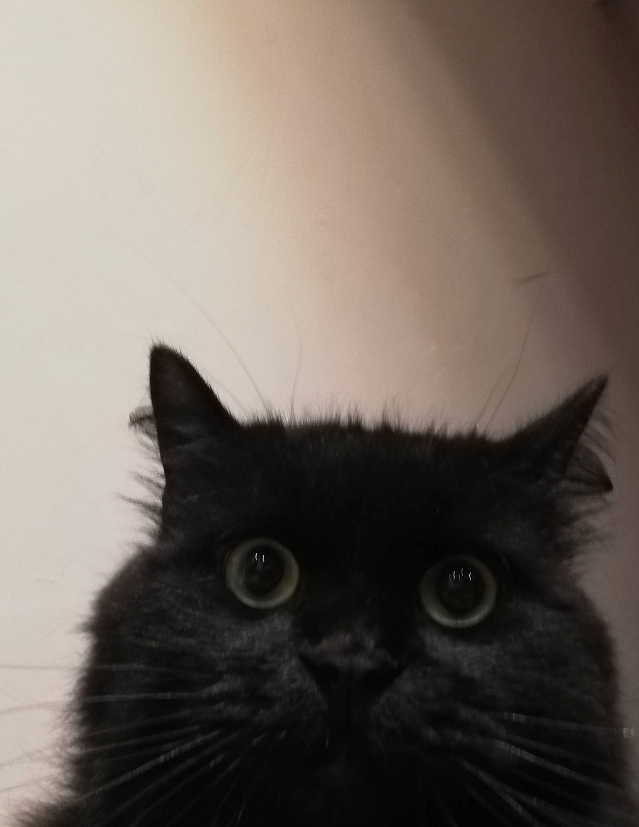 Rya a rejoint le concours — aidez-le/la à gagner de superbes lots ! carnivore, cat, eye, felidae, fur, grey, head, iris, monochrome, monochrome_photography, small_to_medium_sized_cats, snout, terrestrial_animal, whiskers