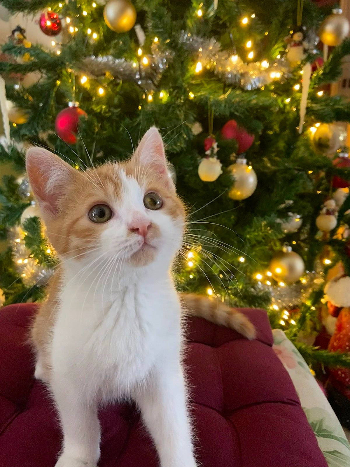 Pablo participe au concours pour gagner de l'argent avec cette photo : carnivore, cat, christmas, christmas_decoration, christmas_ornament, christmas_tree, event, fawn, felidae, fur, grass, holiday, holiday_ornament, light, nature, ornament, plant, small_to_medium_sized_cats, tree, whiskers