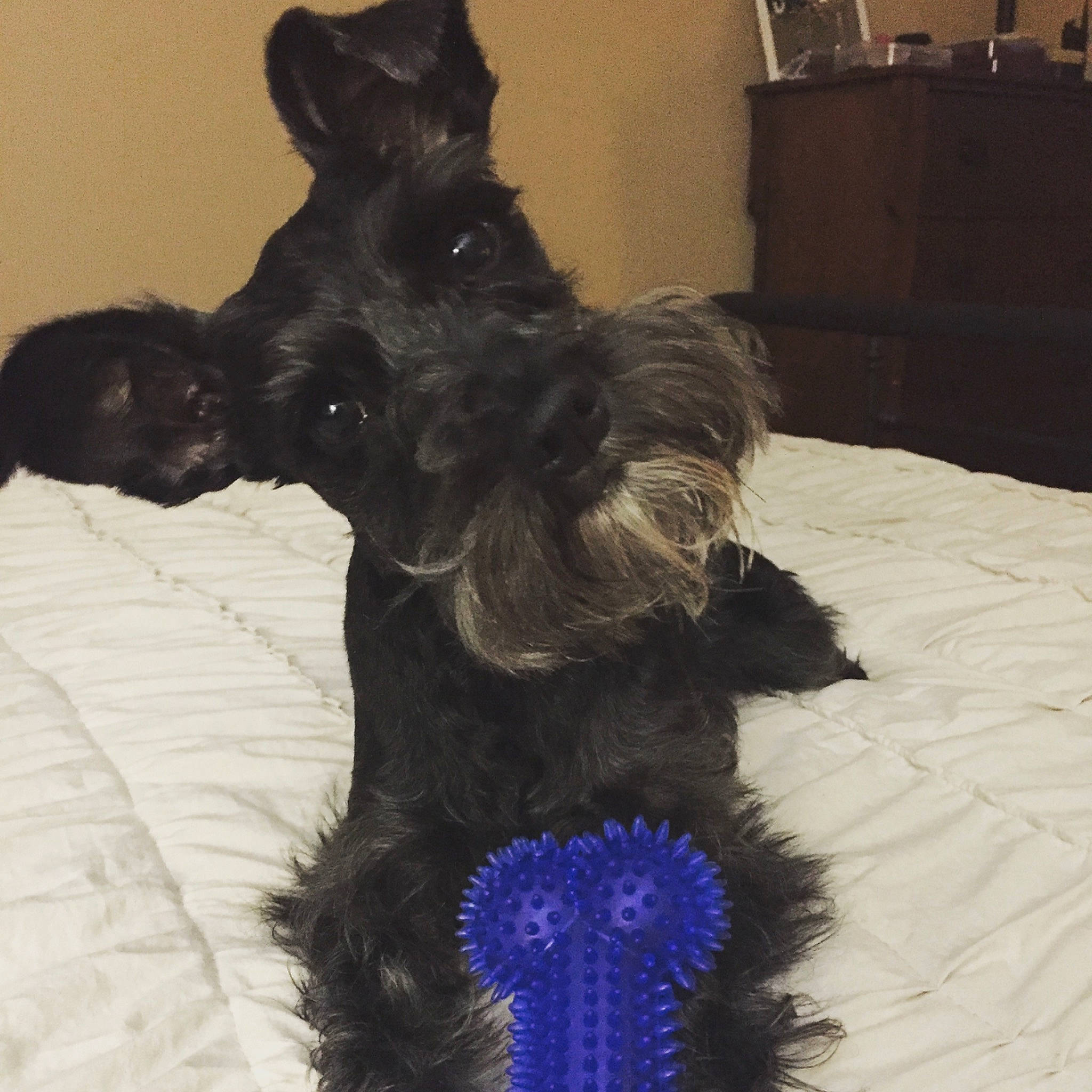 Bama is registered to the contest to win money with this photo: cabinetry, canidae, carnivore, chest_of_drawers, comfort, companion_dog, cupboard, dog, dog_breed, dog_supply, drawer, ear, electric_blue, fur, liver, natural_material, snout, sporting_group, tail, working_animal