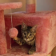 Luna joined the competition — help win amazing prizes! cat, tabby_cat, kitten, feline, pet, animal, cat_tree, scratching_post, pink, plush, fuzzy_ball, toy, playful, paw, indoors, portrait, close_up, sitting, striped_fur, whiskers