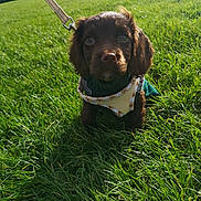 Otis is registered to the contest to win money with this photo: puppy, dog, grass, leash, harness, outdoor, sunlight, greenery, park, pet, cute, animal, young, fur, nature, small_dog, grass_field, daylight, sitting, looking