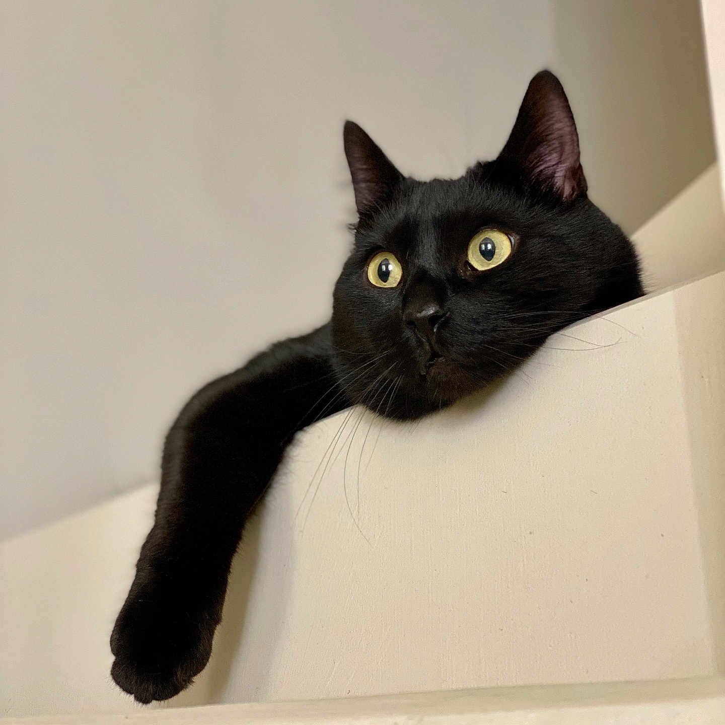 Shiro a rejoint le concours — aidez-le/la à gagner de superbes lots ! animal, black_cat, cat, close_up, curious, cute, domestic_cat, feline, fur, indoor, ledges, lounging, minimalist, paw, pet, relaxed, resting, whiskers, white_background, wide_eyes