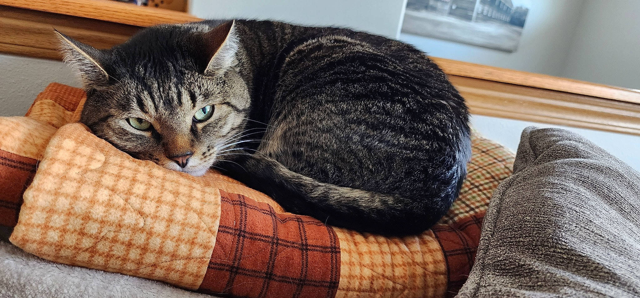 Scuttle is registered to the contest to win money with this photo: carnivore, cat, cat_supply, claw, comfort, domestic_short_haired_cat, felidae, fur, nap, pattern, paw, sitting, small_to_medium_sized_cats, snout, tail, tree, whiskers, wood