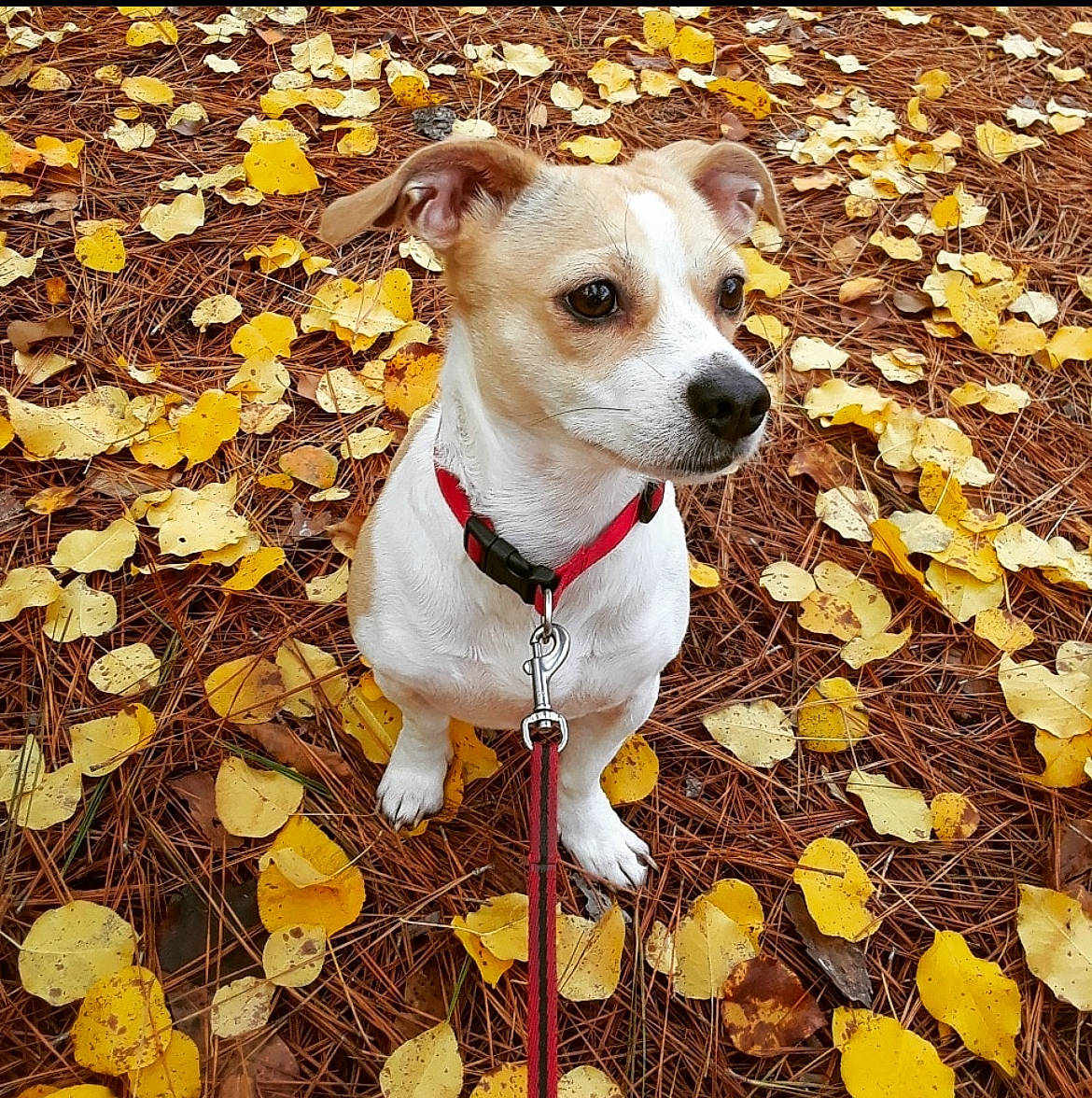 Lucy is registered to the contest to win money with this photo: canidae, carnivore, collar, companion_dog, deciduous, dog, dog_breed, dog_collar, dog_supply, eye, fawn, pet_supply, plant, serveware, snout, sporting_group, terrestrial_animal, terrier, whiskers, working_animal