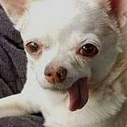 Lea joined the competition — help win amazing prizes! dog, white_dog, tongue_out, pet, cute, chihuahua, animal, laying_down, blanket, fur, ears, face, closeup, domestic_animal, canine, resting, tongue, small_dog, bed, texture