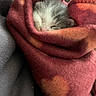 kitten, cat, sleeping, blanket, cozy, warm, fur, cute, pet, animal, soft, snuggled, resting, indoor, closeup, fuzzy, comfort, peaceful, tiny, wrapped