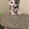 Artemis joined the competition — help win amazing prizes! kitten, cat, pet, animal, feline, collar, bell, carpet, cat_tree, indoor, cute, small, young, curious, whiskers, ears, paws, fur, looking_down, playful
