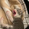 Artemis is registered to the contest to win money with this photo: kitten, cat, sleeping, yawning, paw, blanket, cozy, fur, animal, pet, cute, small, resting, indoor, striped, young, feline, soft, comfort, mouth_open
