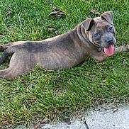 Mila joined the competition — help win amazing prizes! animal, blue_gray_coat, brown_coat, canine, collar, dog, floppy_ears, grass, happy, lawn, leaves, lying_down, outdoor, pet, playing, portrait, puppy, short_hair, sidewalk, tongue_out