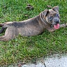 animal, blue_gray_coat, brown_coat, canine, collar, dog, floppy_ears, grass, happy, lawn, leaves, lying_down, outdoor, pet, playing, portrait, puppy, short_hair, sidewalk, tongue_out