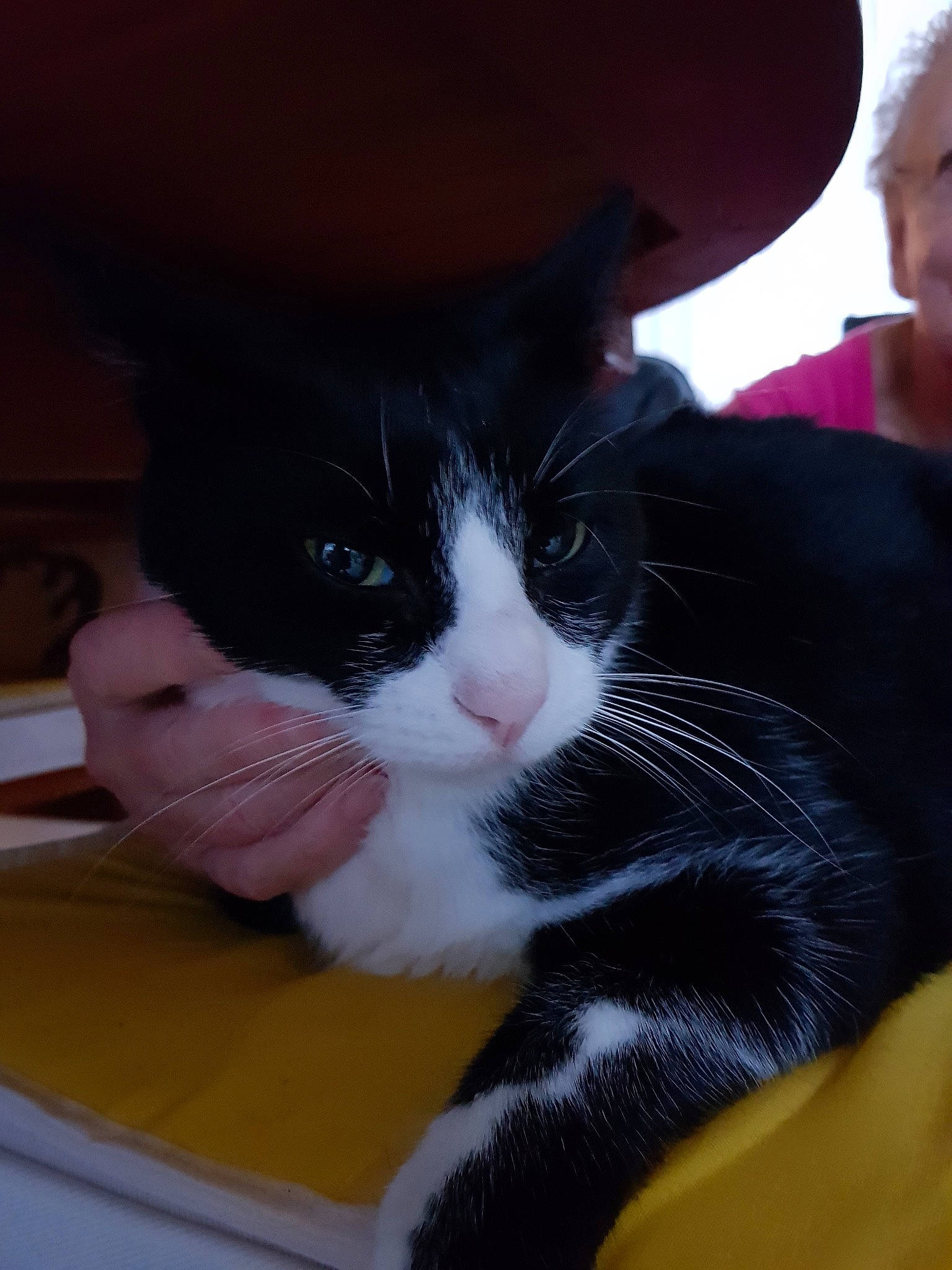 Maya a rejoint le concours — aidez-le/la à gagner de superbes lots ! carnivore, cat, domestic_short_haired_cat, felidae, fur, hat, polydactyl_cat, small_to_medium_sized_cats, snout, whiskers