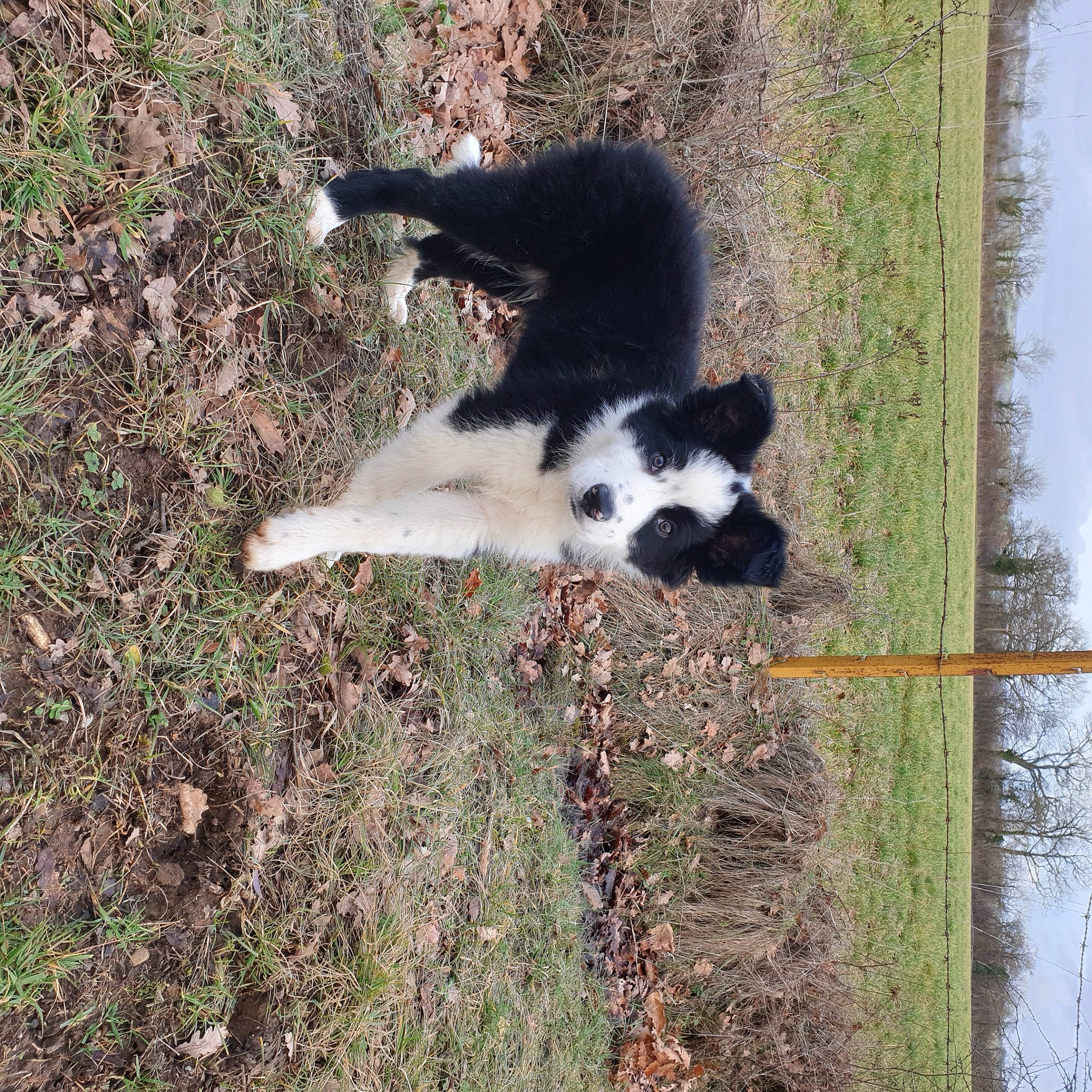 Bailey participe au concours pour gagner de l'argent avec cette photo : border_collie, canidae, carnivore, companion_dog, dog, dog_breed, grass, herding_dog, plant, sky, soil, sporting_group, tail, terrestrial_animal, tree, trunk, water, wildlife, working_animal, working_dog