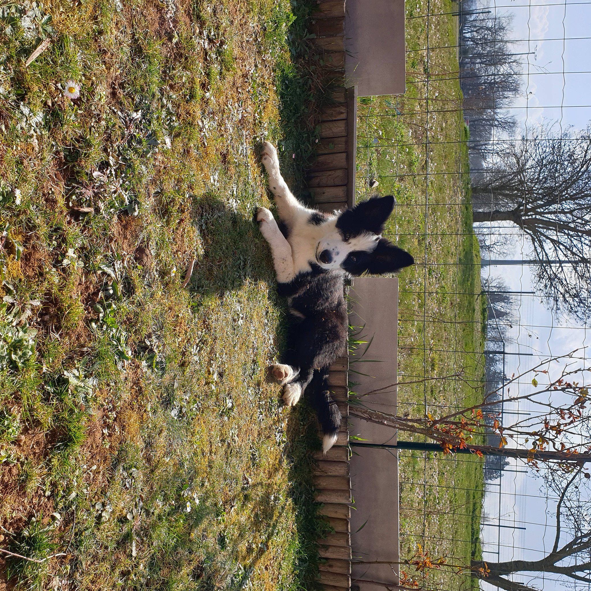 Bailey participe au concours pour gagner de l'argent avec cette photo : beak, fawn, forest, fur, grass, northern_hardwood_forest, plant, plant_stem, shadow, sky, tail, terrestrial_animal, tree, trunk, twig, vegetation, wildlife, window, wood, woodland