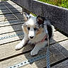 puppy, dog, leash, wooden_bridge, outdoor, sunlight, shadow, pet, animal, cute, fluffy, nature, greenery, resting, young_dog, canine, summer, daylight, playful, adorable