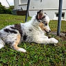 puppy, dog, grass, outdoor, house, stick, animal, fur, pet, nature, playing, chewing, young_dog, white_fur, black_fur, tan_fur, window, lawn, daylight, countryside