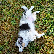 Blue a rejoint le concours — aidez-le/la à gagner de superbes lots ! puppy, dog, grass, outdoor, relaxed, lying_down, tricolor, playful, fur, nature, pet, canine, sunlight, animal, young, mammal, ground, back, ears, cute