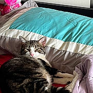 Chole joined the competition — help win amazing prizes! animal, bed, blanket, cat, comfort, cozy, domestic, fur, gray, indoor, pet, pillow, pink, relaxation, resting, sleepy, stuffed_animal, tabby_cat, teal, white