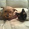 Mozart participe au concours pour gagner de l'argent avec cette photo :