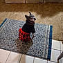 animal, black, carpet, clothing, couch, cozy, cute, dog, domestic, dress, floor, furniture, indoor, looking_back, pet, plaid, red, rug, small_dog, tile