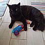 cat, black_cat, toy, fish_toy, floor, tile_floor, indoor, pet, animal, yellow_eyes, fur, paws, lying_down, rug, patterned_rug, home, domestic_animal, playful, resting, close_up