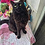 black_cat, cat, fluffy_cat, yellow_eyes, flower_pot, pink_flowers, wicker_table, towel, indoor_plant, curious_cat, pet, feline, domestic_cat, table, decor, garden, animal, sitting, close_up, looking_up